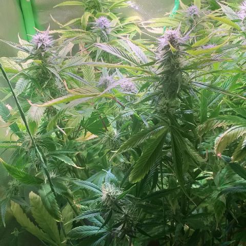 Northern Light Auto growlog timeline photo