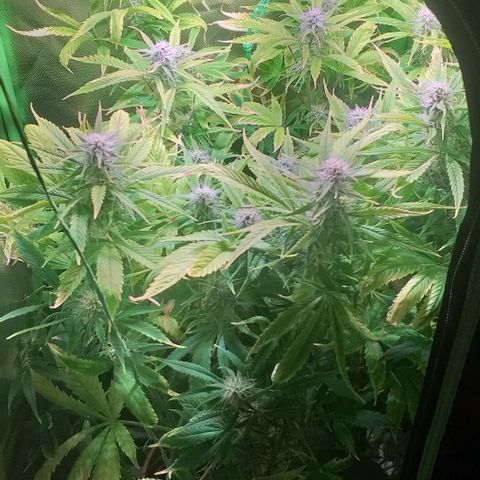 Northern Light Auto growlog timeline photo