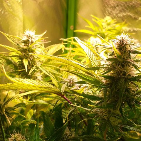 Northern Light Auto growlog timeline photo