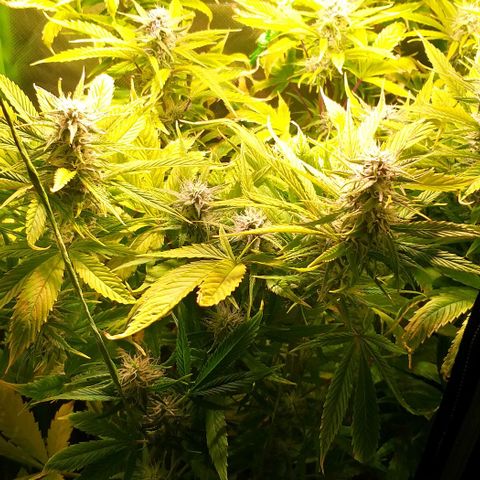 Northern Light Auto growlog timeline photo