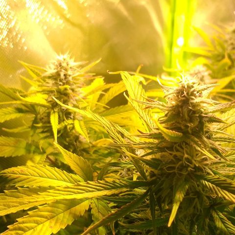 Northern Light Auto growlog timeline photo