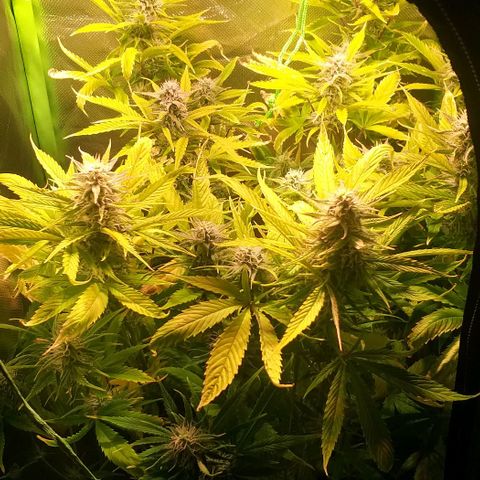 Northern Light Auto growlog timeline photo
