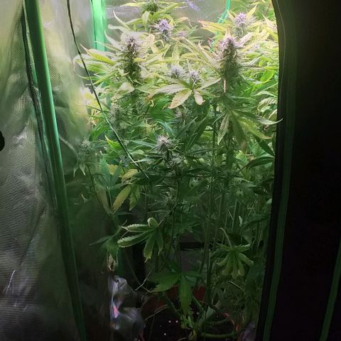 Northern Light Auto growlog timeline photo