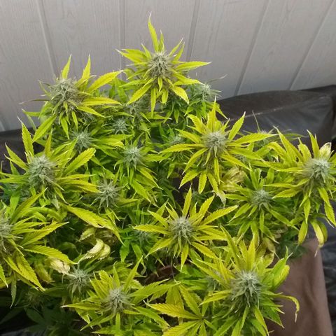 Northern Light Auto growlog timeline photo