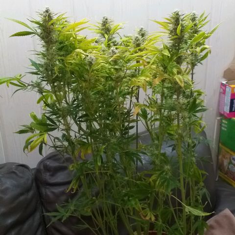 Northern Light Auto growlog timeline photo