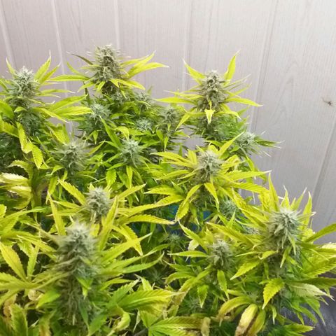 Northern Light Auto growlog timeline photo