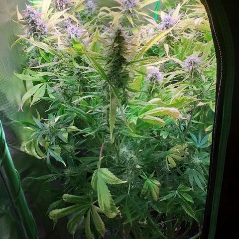 Northern Light Auto growlog timeline photo