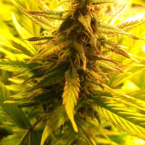 Northern Light Auto growlog timeline photo