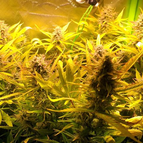 Northern Light Auto growlog timeline photo
