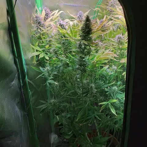 Northern Light Auto growlog timeline photo