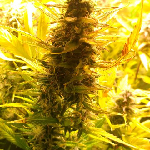 Northern Light Auto growlog timeline photo