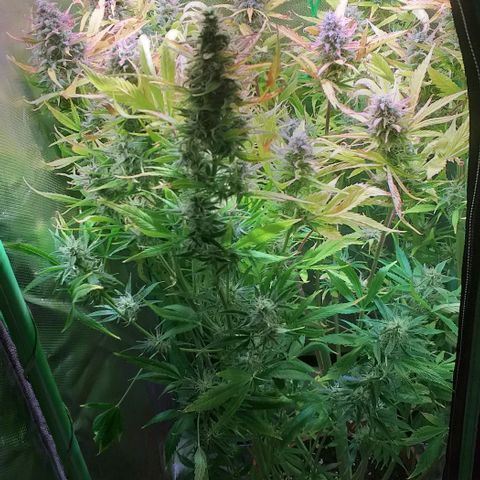 Northern Light Auto growlog timeline photo