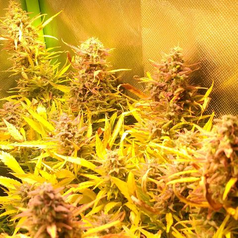 Northern Light Auto growlog timeline photo