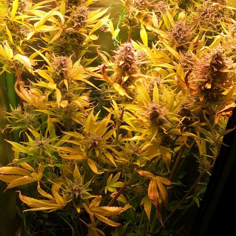 Northern Light Auto growlog timeline photo