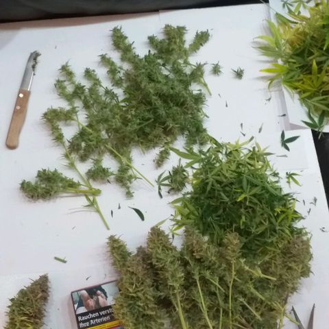 Northern Light Auto growlog timeline photo