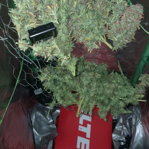 Northern Light Auto growlog timeline photo
