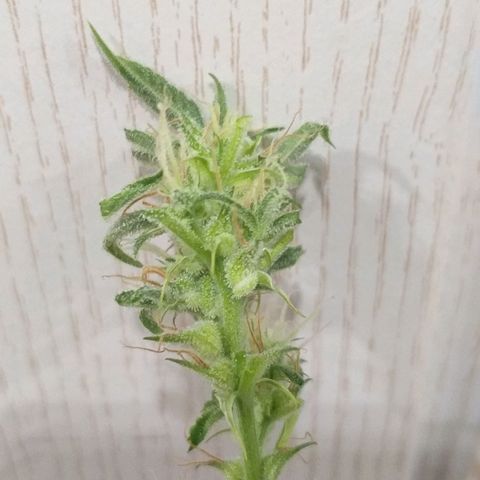 Northern Light Auto growlog timeline photo