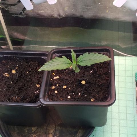 Northern Lights Auto growlog timeline photo