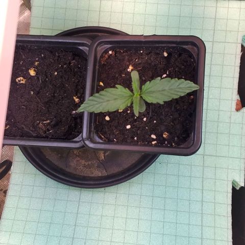 Northern Lights Auto growlog timeline photo