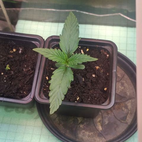 Northern Lights Auto growlog timeline photo