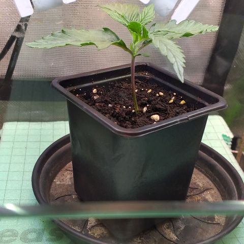 Northern Lights Auto growlog timeline photo