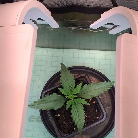 Northern Lights Auto growlog timeline photo