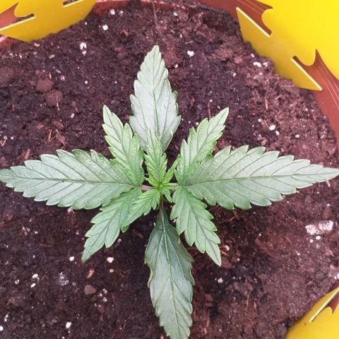 Northern Lights Auto growlog timeline photo