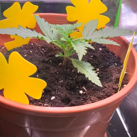 Northern Lights Auto growlog timeline photo