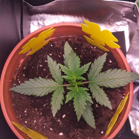 Northern Lights Auto growlog timeline photo
