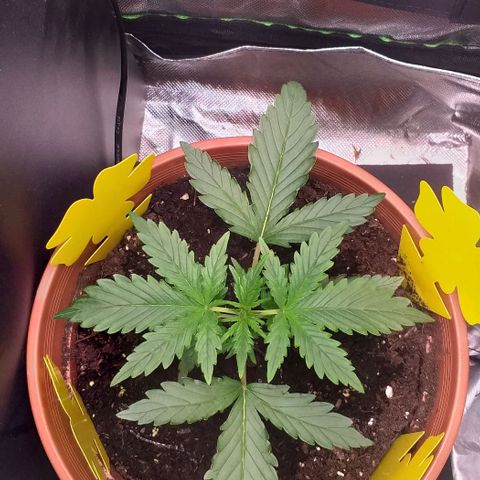 Northern Lights Auto growlog timeline photo
