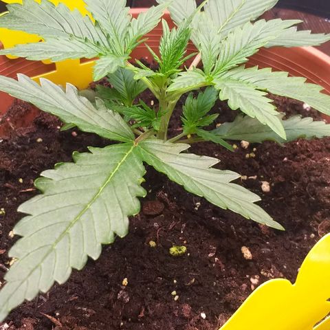 Northern Lights Auto growlog timeline photo