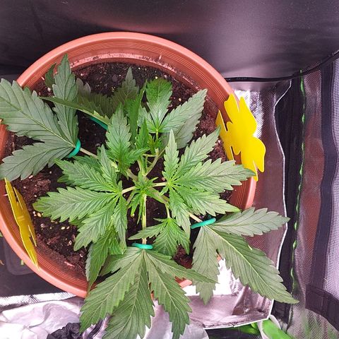 Northern Lights Auto growlog timeline photo