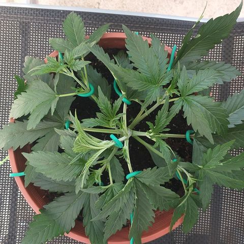 Northern Lights Auto growlog timeline photo