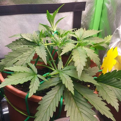 Northern Lights Auto growlog timeline photo