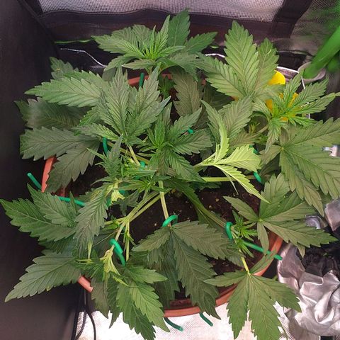 Northern Lights Auto growlog timeline photo