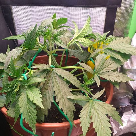 Northern Lights Auto growlog timeline photo