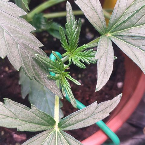 Northern Lights Auto growlog timeline photo