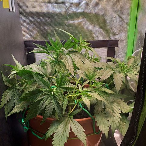 Northern Lights Auto growlog timeline photo