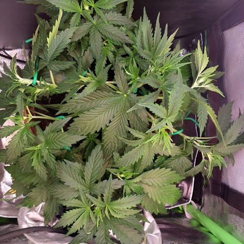 Northern Lights Auto growlog timeline photo