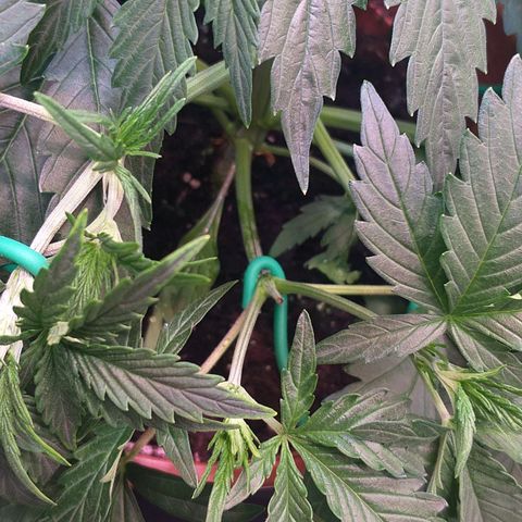 Northern Lights Auto growlog timeline photo