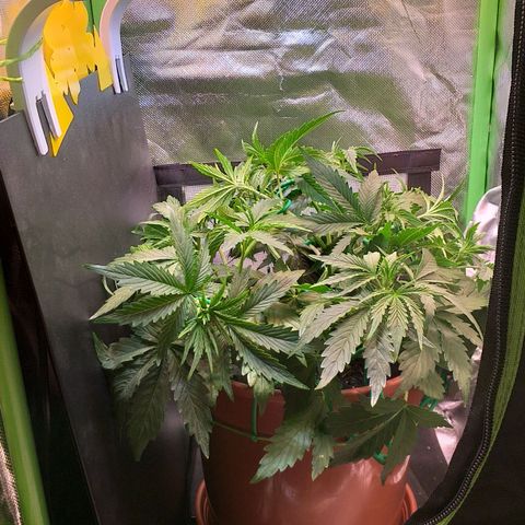 Northern Lights Auto growlog timeline photo