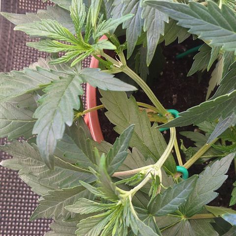 Northern Lights Auto growlog timeline photo