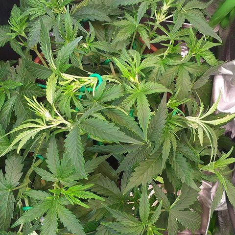 Northern Lights Auto growlog timeline photo