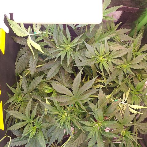 Northern Lights Auto growlog timeline photo