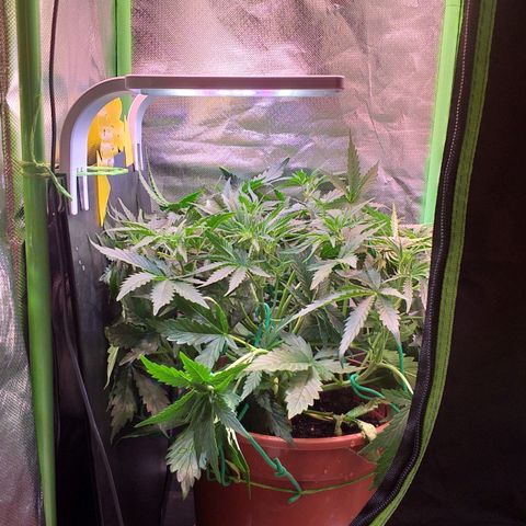 Northern Lights Auto growlog timeline photo