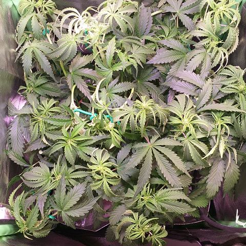 Northern Lights Auto growlog timeline photo