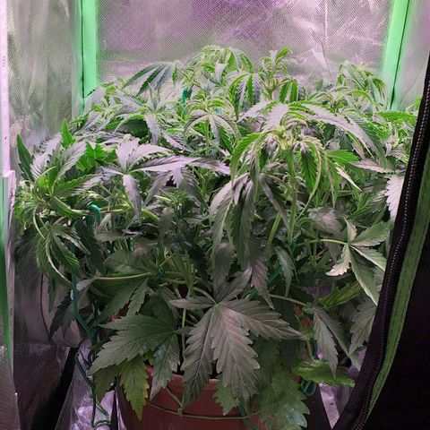 Northern Lights Auto growlog timeline photo
