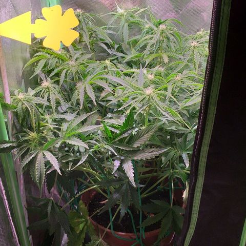 Northern Lights Auto growlog timeline photo