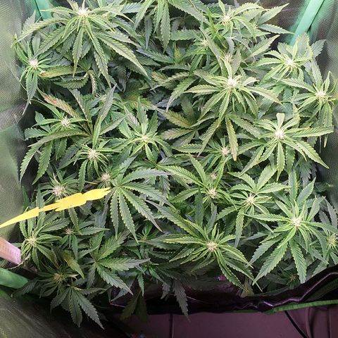 Northern Lights Auto growlog timeline photo