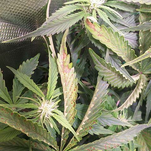 Northern Lights Auto growlog timeline photo